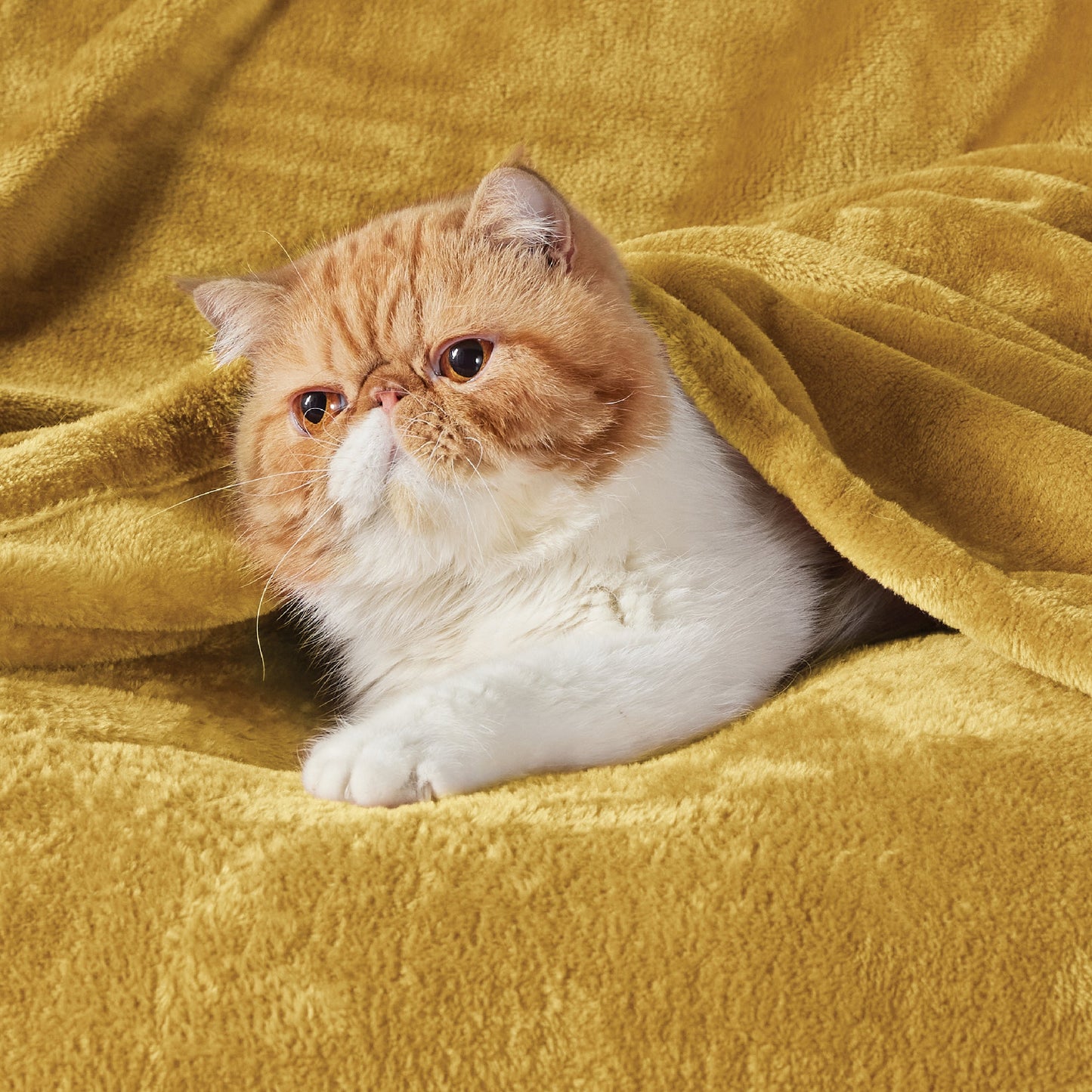 Plush Fleece Throw Blanket